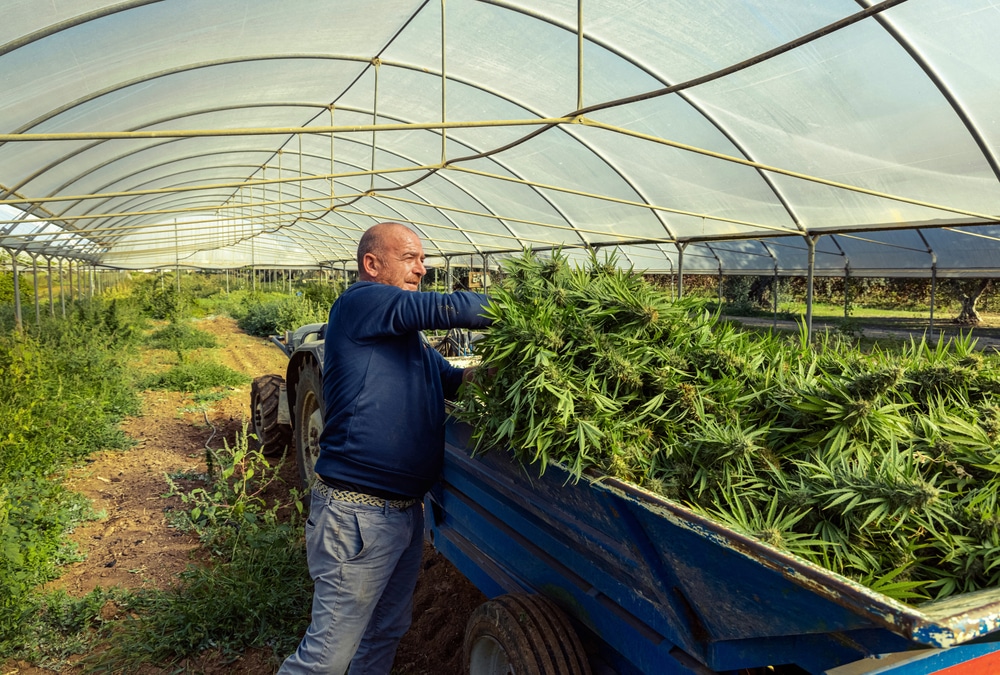 Colorado's legalization of cannabis in 2012 transformed the state's economy and regulations, making it a leader in the industry. As the first state to allow recreational cannabis use, it generated over $2 billion in revenue in 2021, creating jobs and boosting tax income. Strict regulations oversee cultivation, sales, and purchases, ensuring businesses operate legally and efficiently. By 2023, Colorado had over 1,000 cannabis businesses, reflecting a thriving and diverse market that serves as a model for other states. However, challenges remain, such as varying local regulations across counties and cities. Businesses must stay informed and compliant to succeed. Colorado's forward-thinking approach has paved the way for a strong cannabis industry and set an example for effective legalization policies